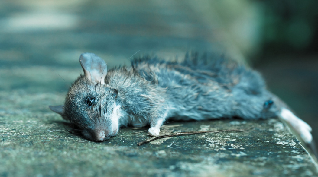 A small, wet mouse—possibly one of the South Florida rodents—lies on its side on a rough surface, appearing lifeless. The blurred, greenish background suggests an outdoor setting.