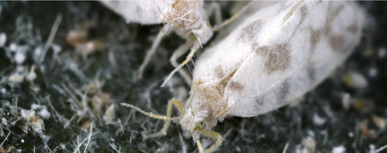 Close-up view of two whiteflies with powdery white wings and bodies, standing on a textured surface covered with tiny fibers and dust—a common pest control concern in South Florida.
