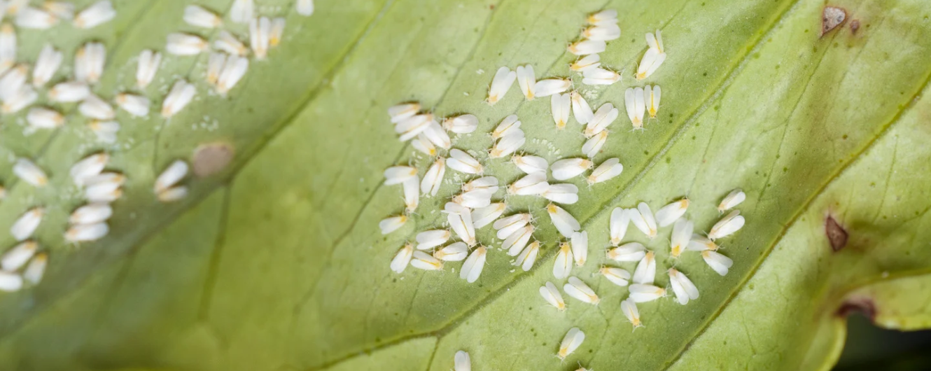 Close-up of a green leaf infested with numerous small white insects, likely whiteflies, scattered across the surface. The leaf shows signs of slight discoloration and damage.