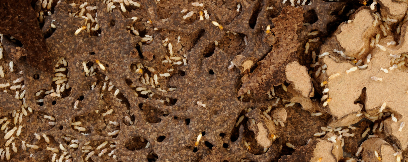 Close-up of a colony of termites crawling through and eating into dark brown, decaying wood, creating visible tunnels and holes that can threaten homes and landscaping.
