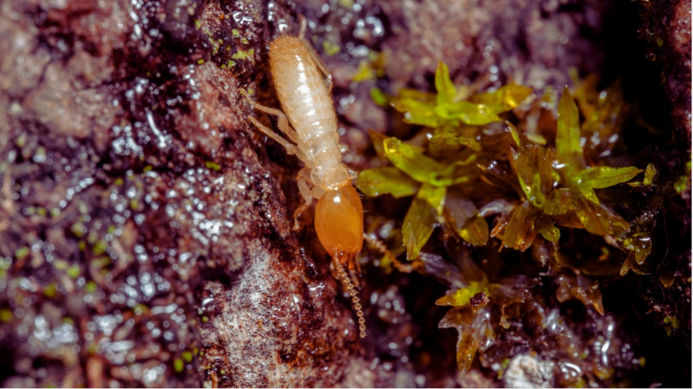 A close-up of an Asian Subterranean Termite with a pale body and orange head crawls on moist, textured soil beside small green moss—an important sight for homeowners in South Florida to recognize.