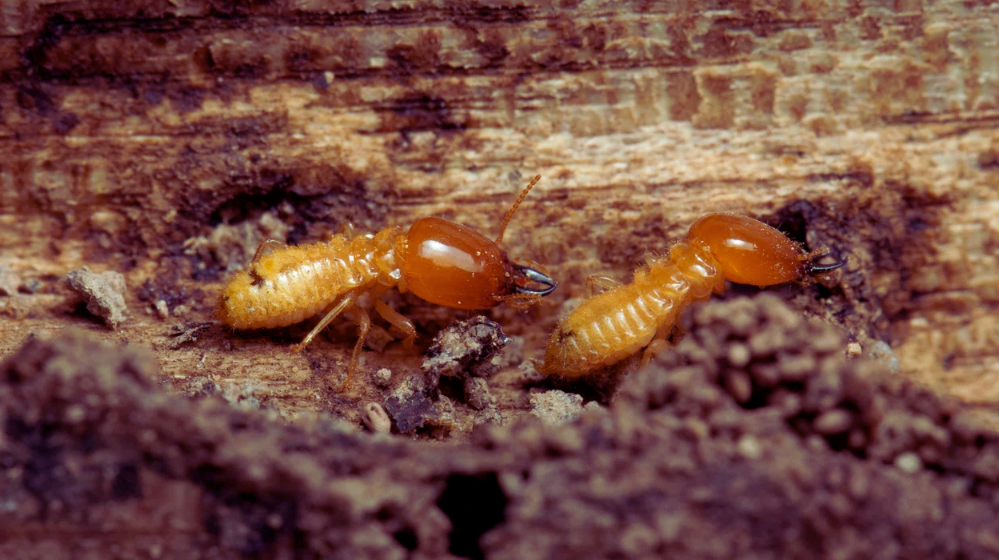 Two orange Asian Subterranean Termites with segmented bodies and large heads crawl on decayed wood, surrounded by soil and debris. Known for being harder to control, they present unique challenges in termite control efforts.