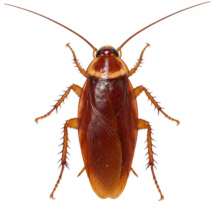 American cockroach (Periplaneta americana), the palmetto bug, with the pale band around its head shield