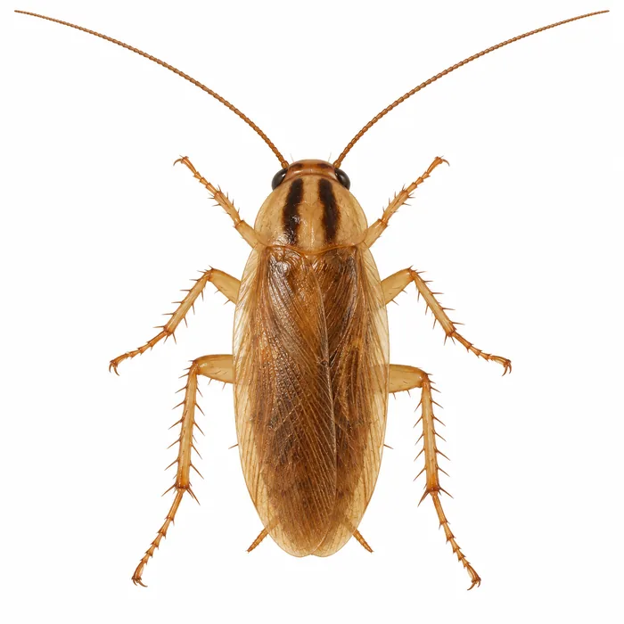German cockroach (Blattella germanica) showing the two dark stripes behind its head