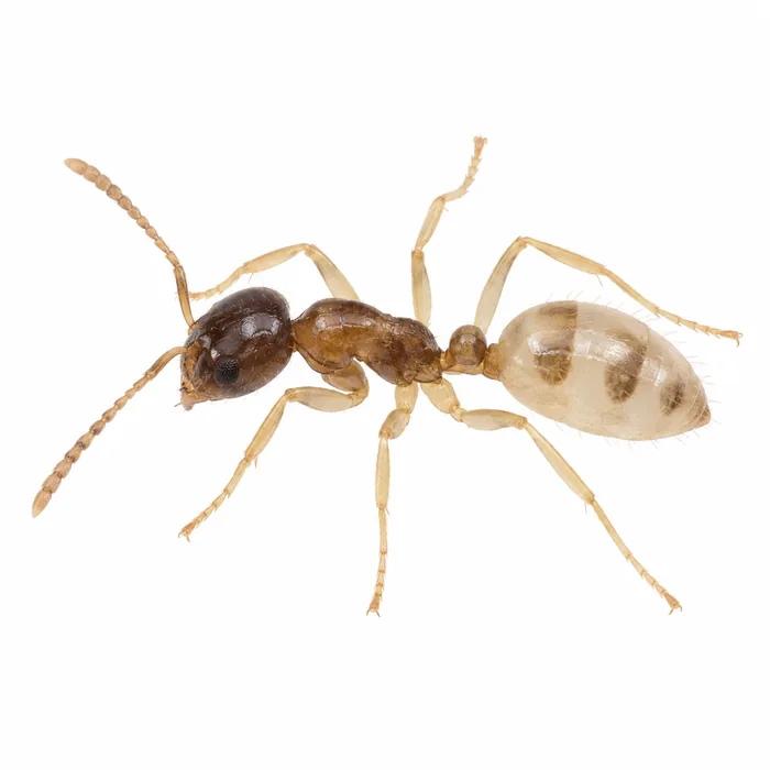 Ghost ant (Tapinoma melanocephalum) with a dark head and pale, see-through abdomen and legs