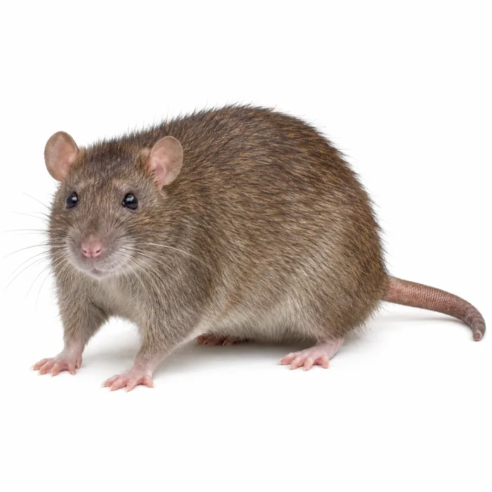 Norway rat (Rattus norvegicus) with a heavy body, blunt nose and small ears