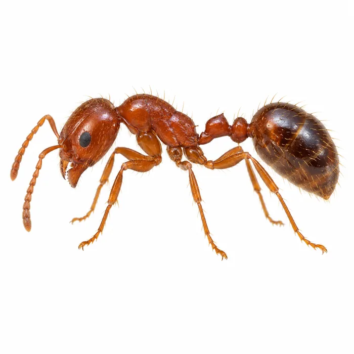 Red imported fire ant (Solenopsis invicta) worker