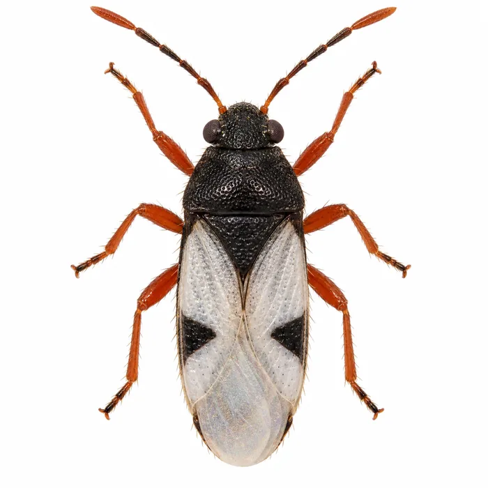Southern chinch bug (Blissus insularis), the main insect pest of St. Augustine grass lawns